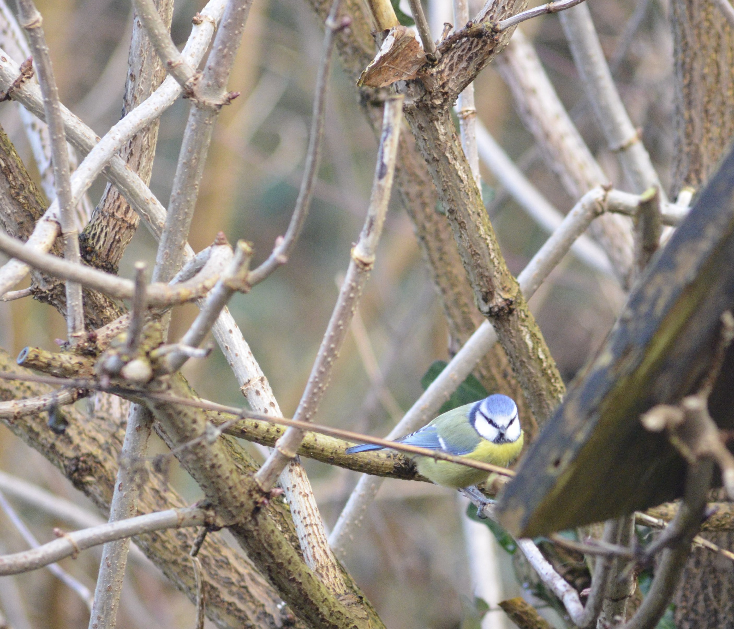 Naturfotografie 6