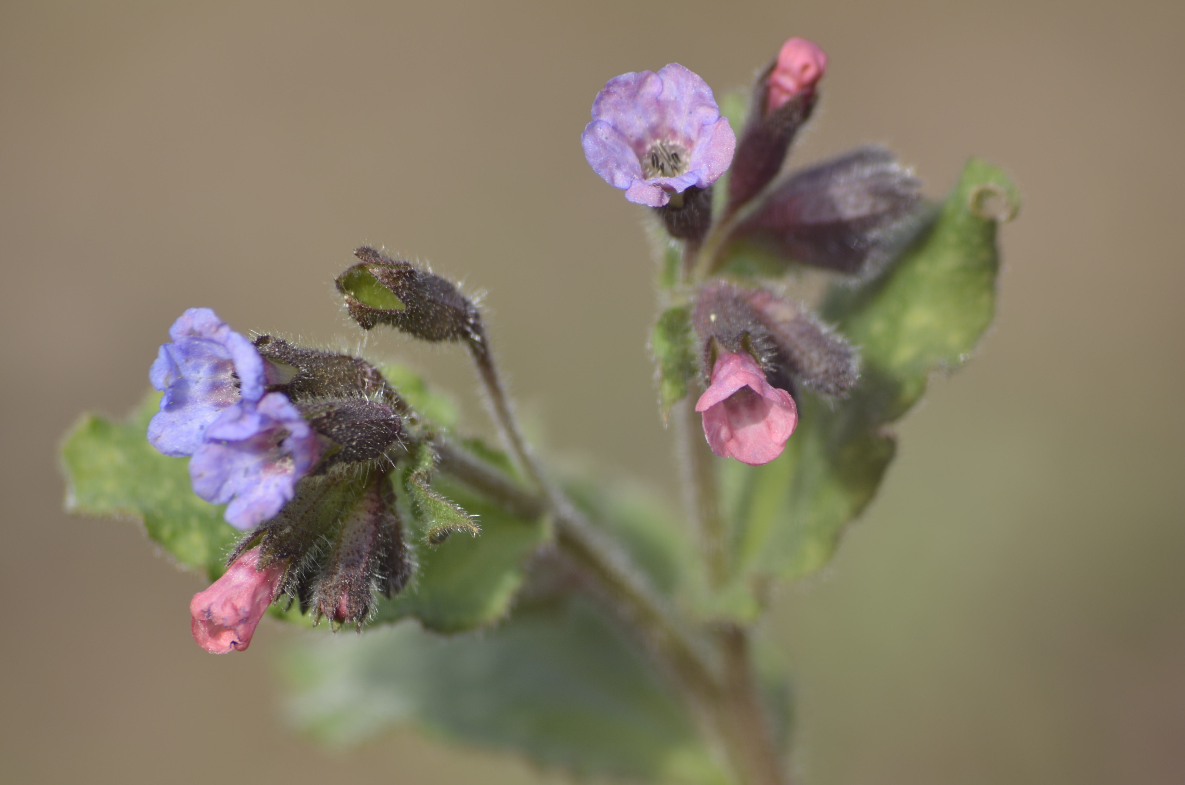 Eine Blume, Makroaufnahme