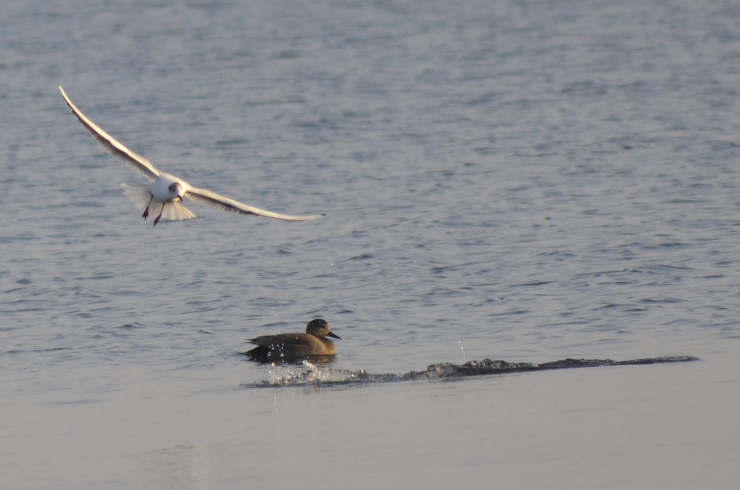 Möwe und Ente