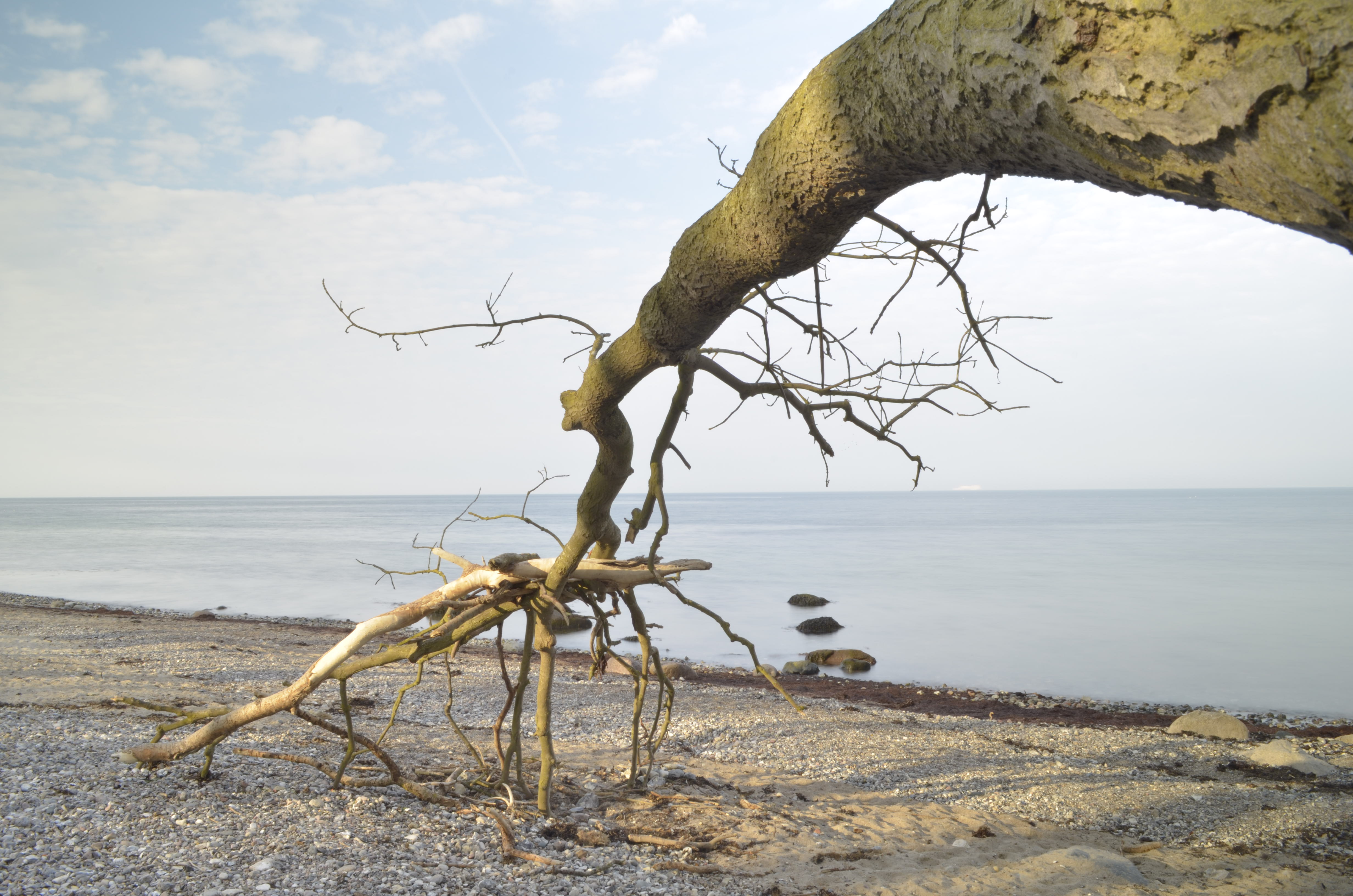 Ein Ast am Meer